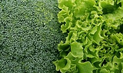 Vegetales